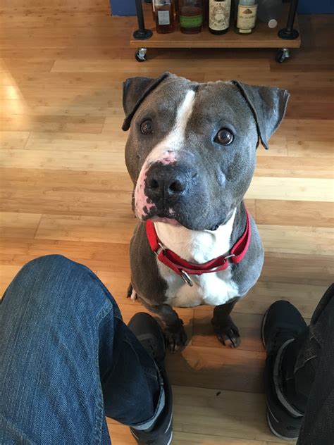 reddit pit bull